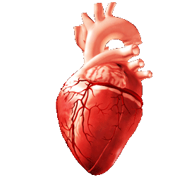 Animated 3D human heart model rotating