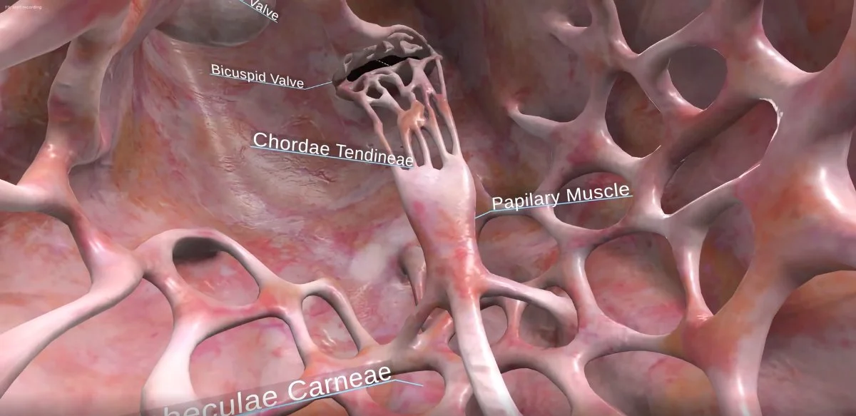 Inside the heart in VR with labelled bicuspid valve, chordae tendineae, papillary muscle, and trabeculae carneae